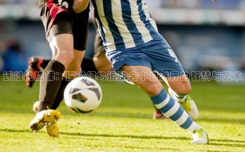 迁徙的旋律：探讨候鸟运动会中自然界的智慧与艺术